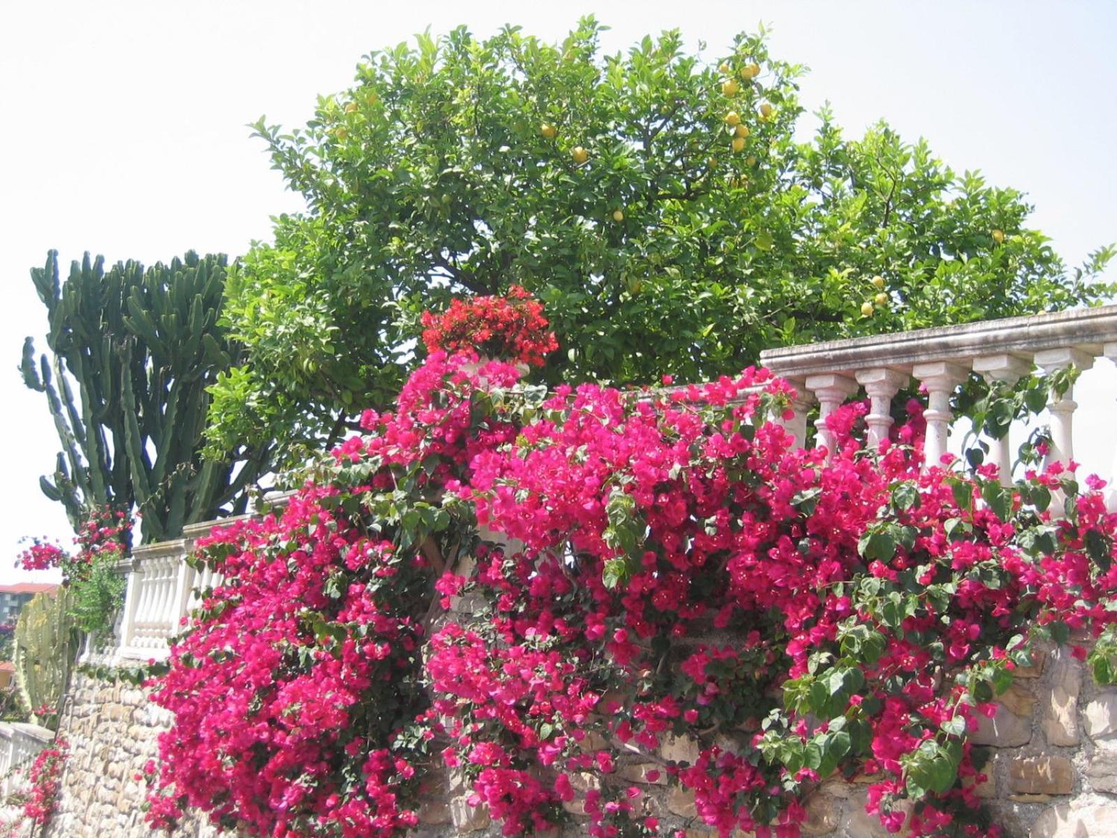 Ca Dei Conti Villa ซานบาร์โตโลเมโอ อัล มาเร ห้อง รูปภาพ